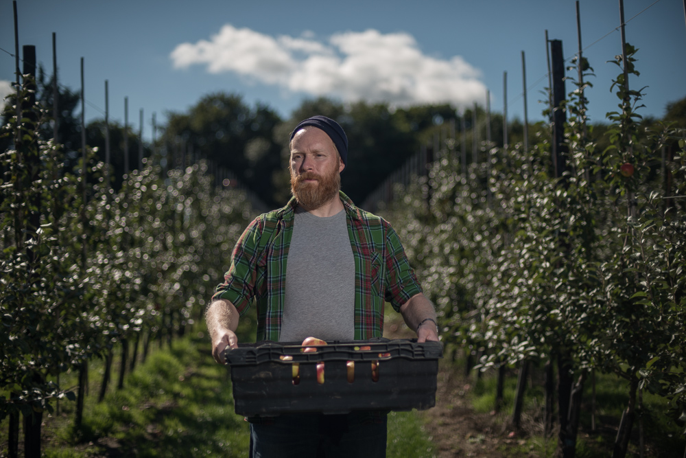 Gleaner picking apples that would otherwise go to waste from an orchard in England