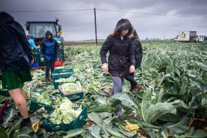 Volunteer gleaners rescuing food that would otherwise go to waste from a farm in the UK