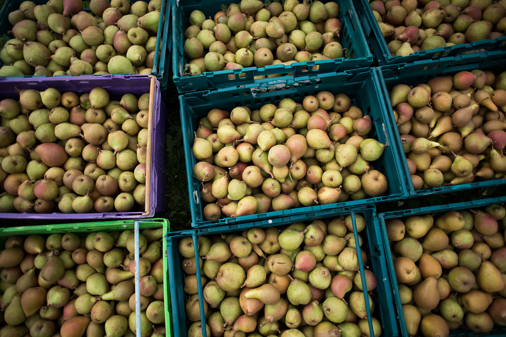 Volunteer gleaners rescuing food that would otherwise go to waste from a farm in the UK