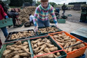Volunteer gleaners rescuing food that would otherwise go to waste from a farm in the UK