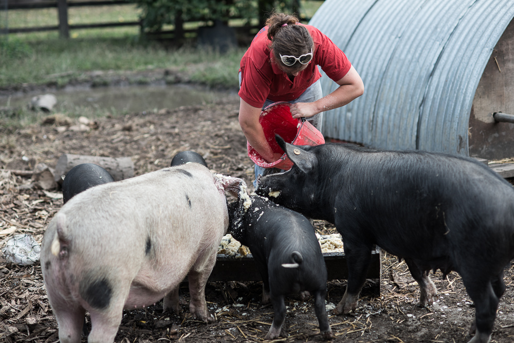 The Pig Idea at Stepney City Farm helping reduce food waste - Photographer Chris King Documenting Food Waste