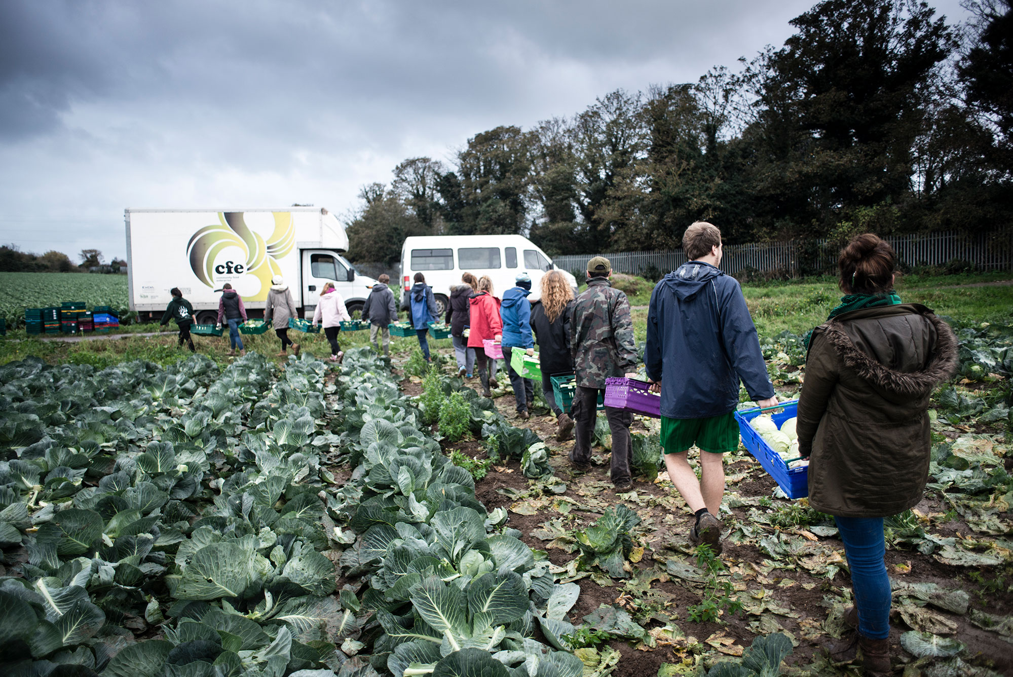 Gleaners harvest cabbages that would have gone to waste to redistribute to local charities
