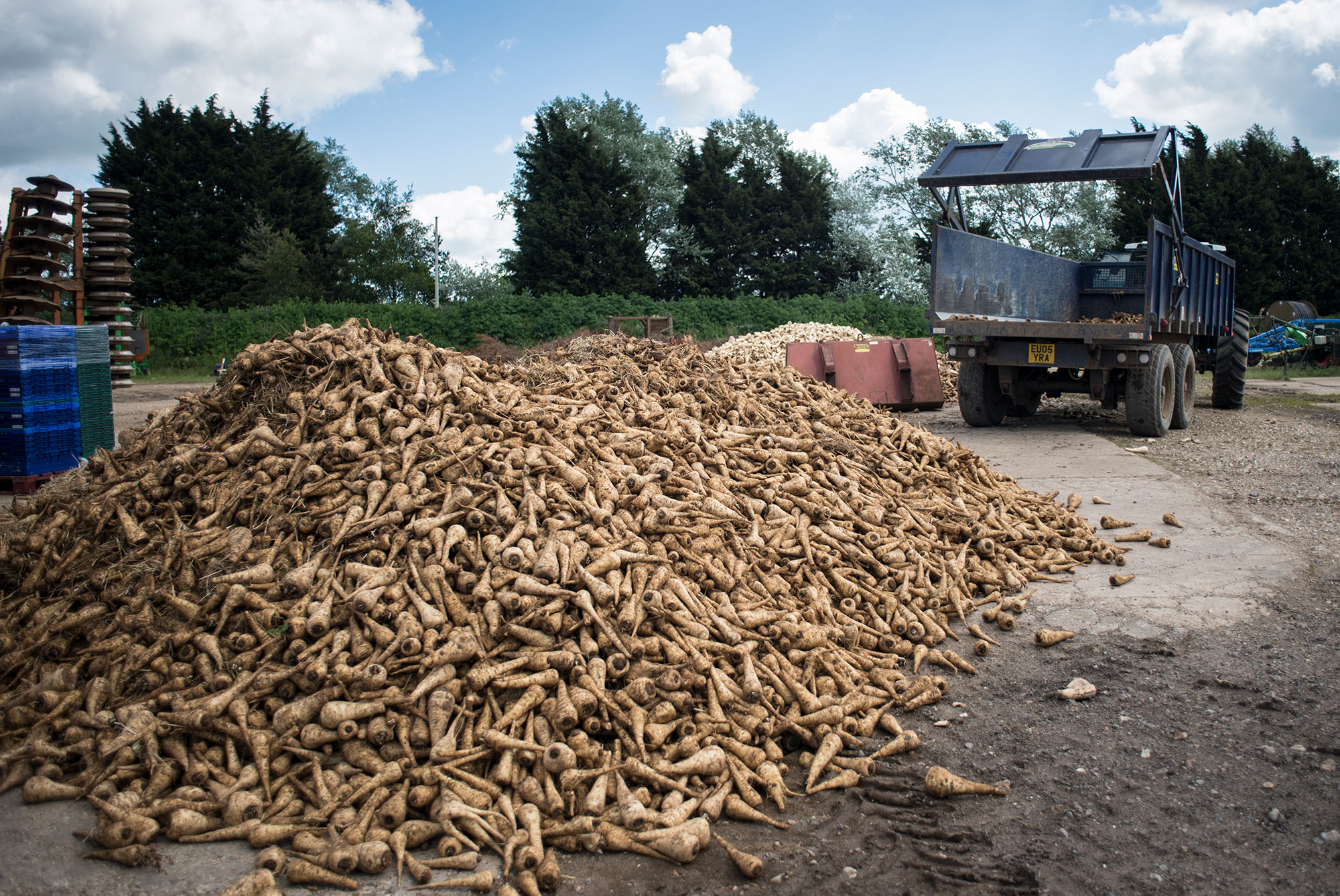 A 2-tonne pile of parsnips that were going to be left to go to waste