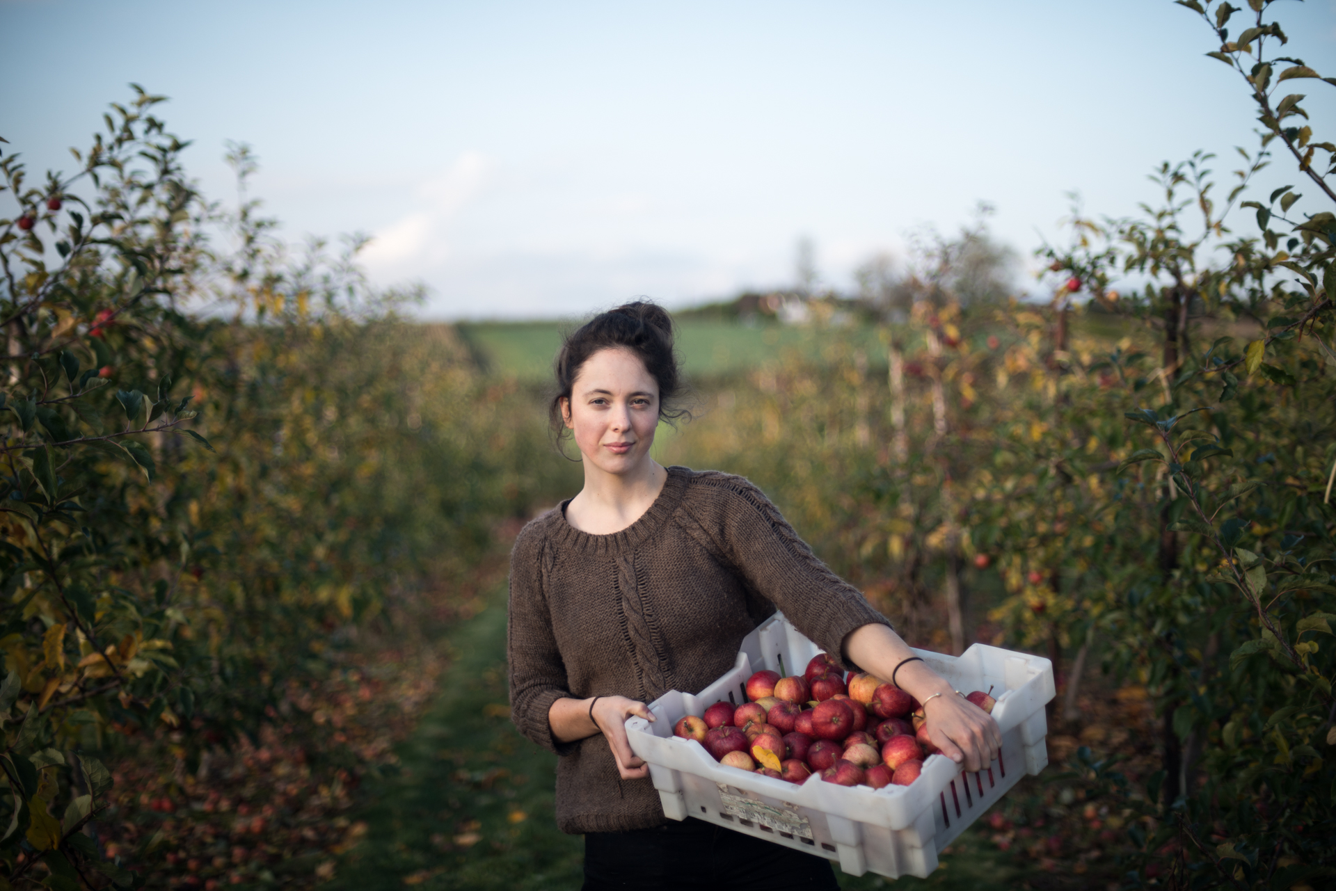 A gleaner on a farm - gathering apples that would otherwise go to waste - part of my Food Waste Warriors collection documenting food waste in the UK