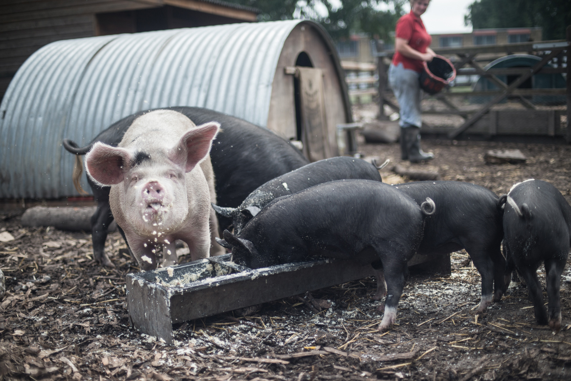 The Pig Idea at Stepney City Farm - Reducing Food Waste - Documentary Photographer Chris King