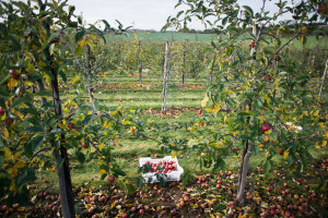 Apples being saved from going to waste by Gleaning Network Volunteers - Food Waste Photography by Documentary Photography Chris King