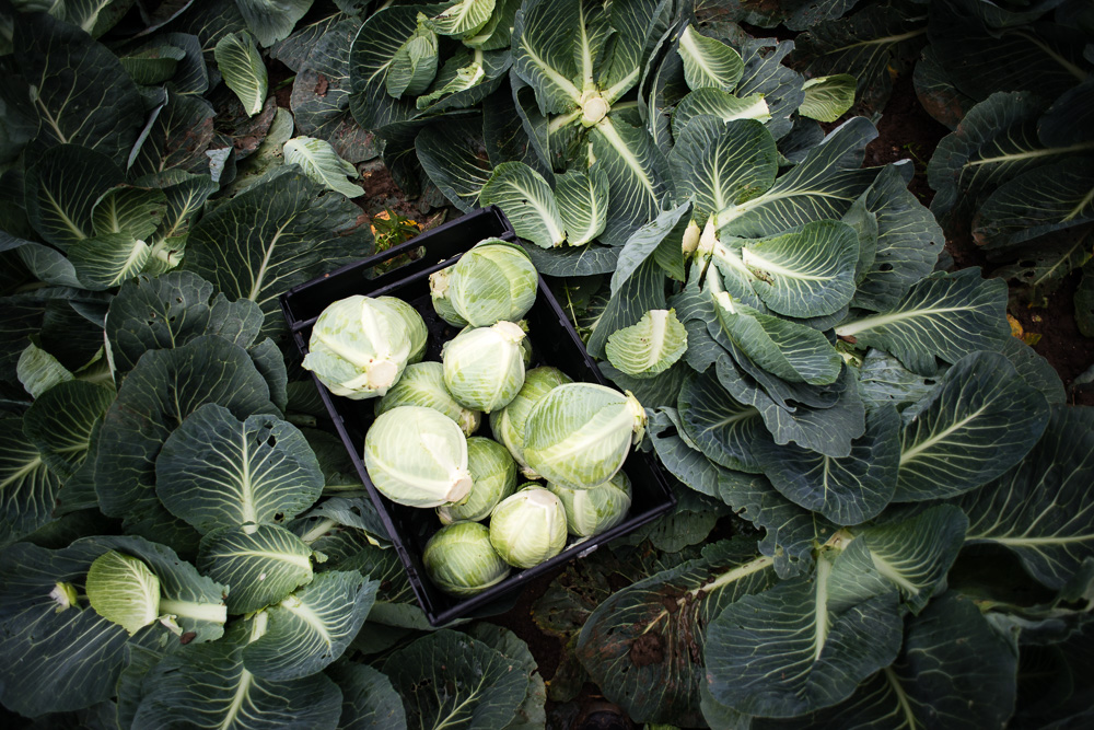 Cabbages being saved from going to waste by Gleaning Network Volunteers - Food Waste Photography by Documentary Photography Chris King
